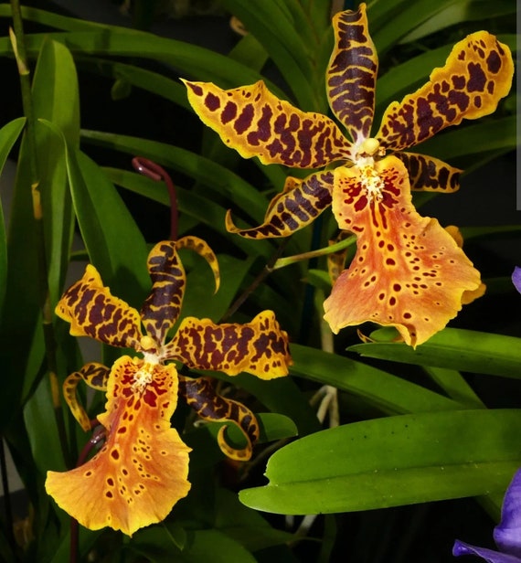 Alicera Hilo Ablaze 'hilo Gold' AM/AOS Awarded Oncidium Type