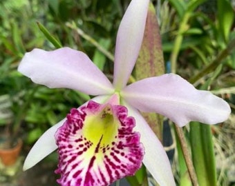 Bc Taiwan Big Lip 'Ta Hsin'  blooming size brassavola cattleya orchid clone. Fragrant