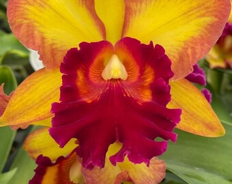 Rlc Mem John Odom 'NN' near blooming size cattleya orchid clone. Beautiful Fragrant blooms.