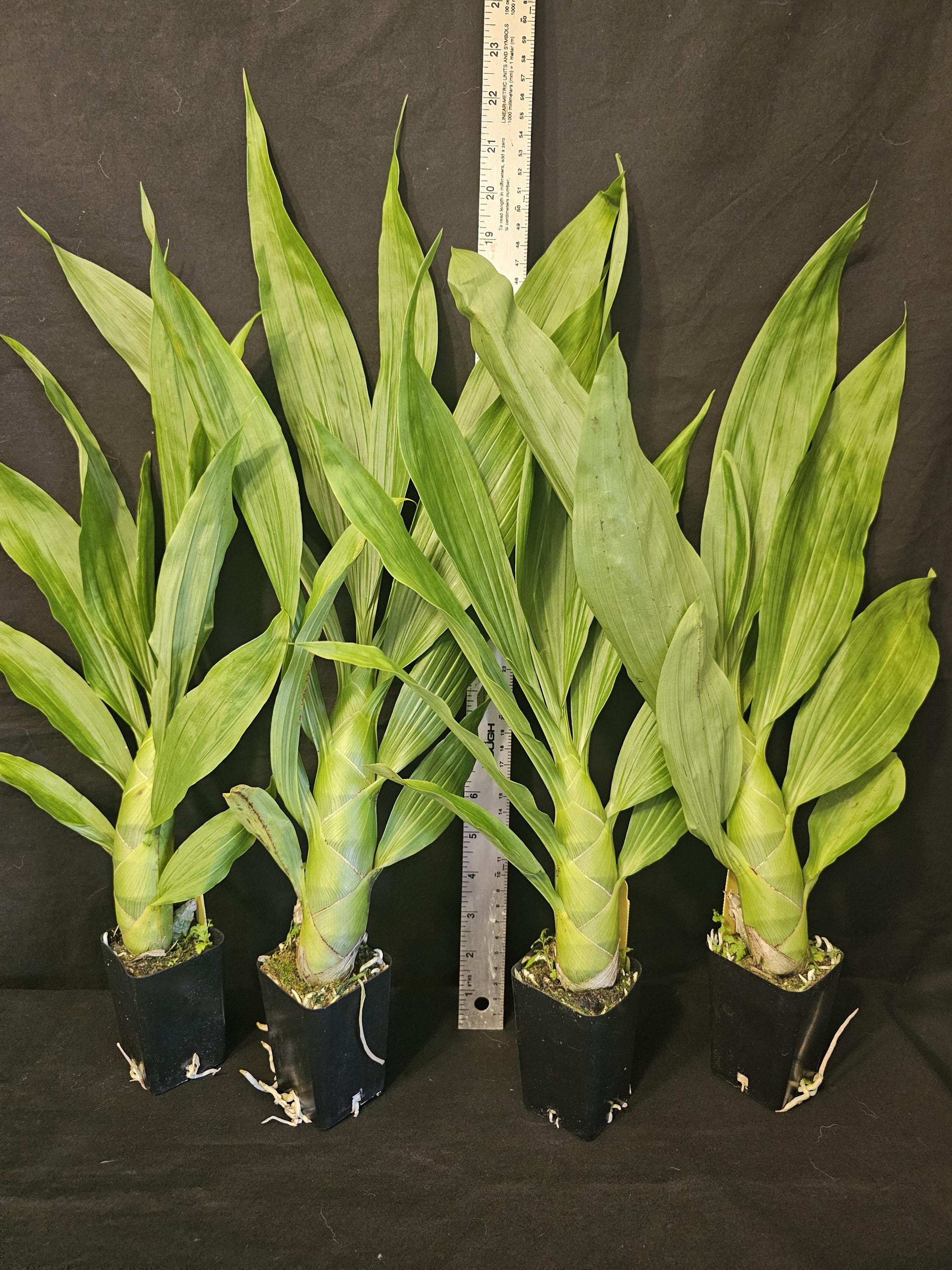 ozwrt 】 TheCaudexMan CyphostemMan OZWRT TheCaudexMan