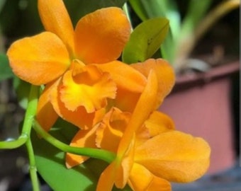 Rth Jim Krull 'Hunabu' Blooming size cattleya orchid clone. Bright orange fragrant blooms.