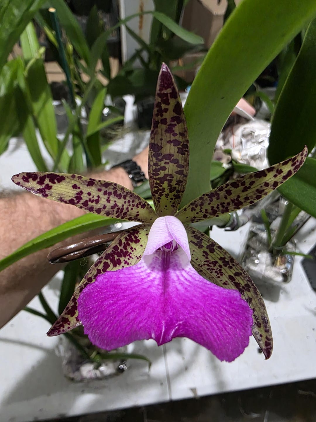 Bc Tigrinodosa 4N X C. Peckhaviensis 'HOF', Blooming Size