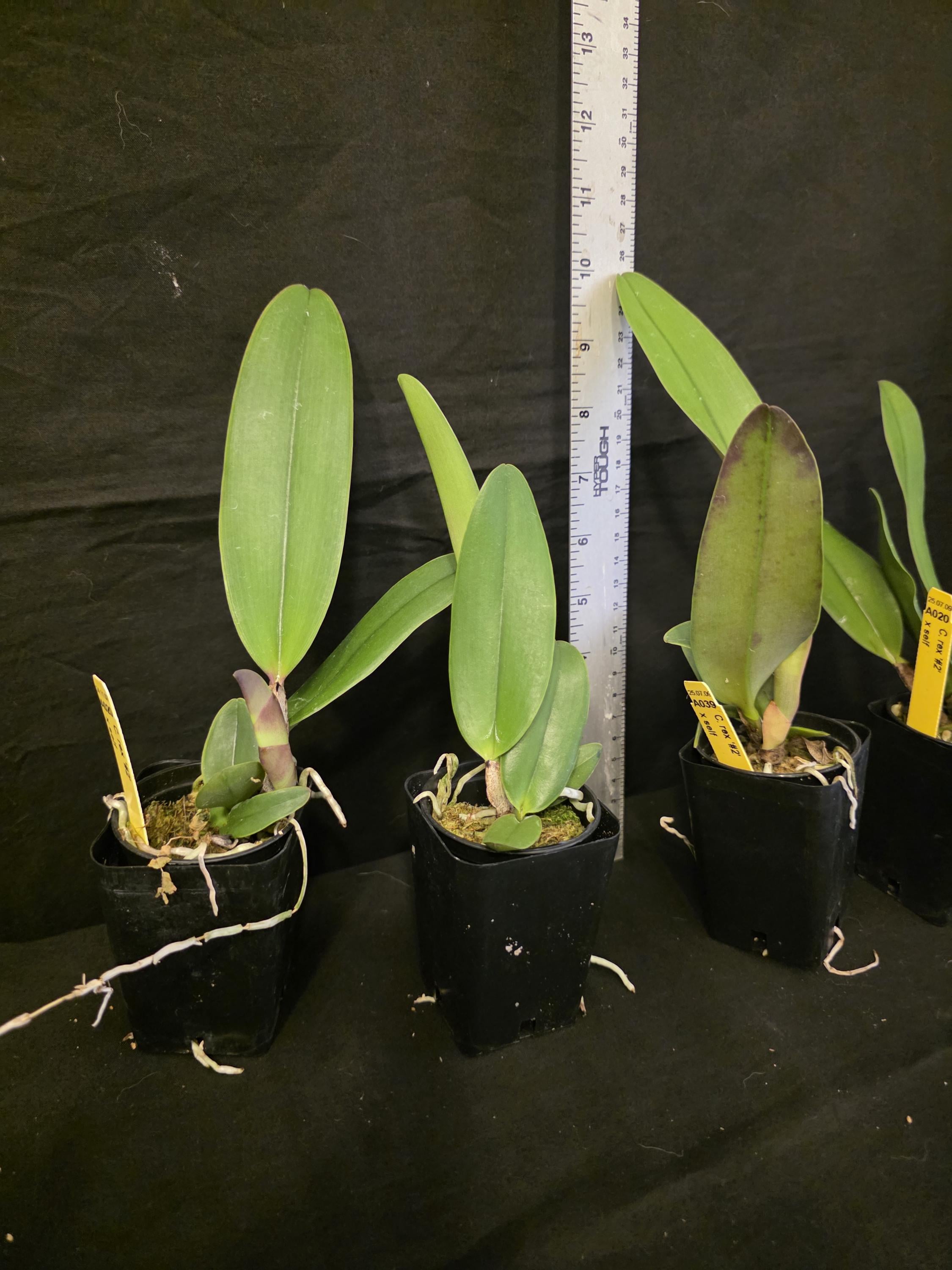 Cattleya Rex '#2' X Self Near Blooming Size, Highly Sought After ...