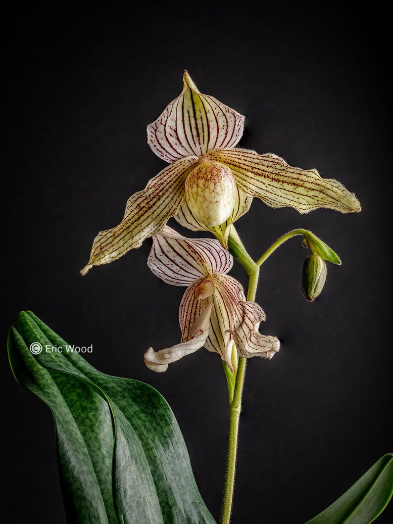 Paphiopedilum Greyi X Paph Kolokapingii , Blooming Size Multifloral ...