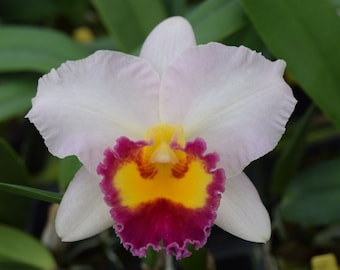 Rlc Lisa Taylor Gallis 'Nora' Blooming size compact growing cattleya orchid clone. Fragrant. Color changing blooms