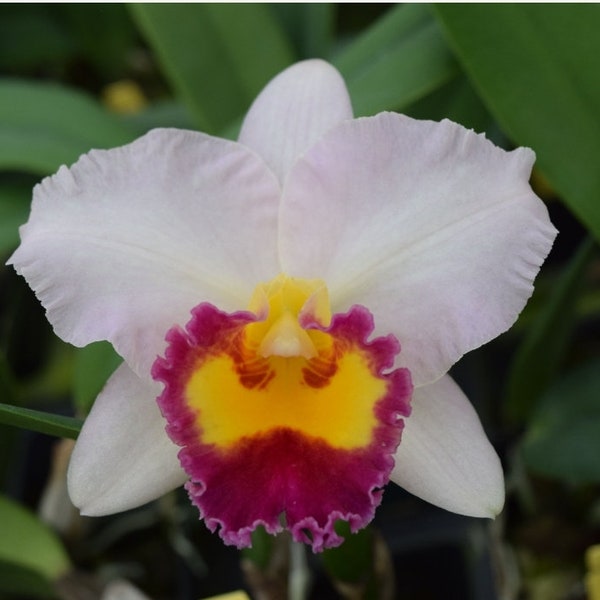 Rlc Lisa Taylor Gallis 'Nora' Blooming size compact growing cattleya orchid clone. Fragrant. Color changing blooms