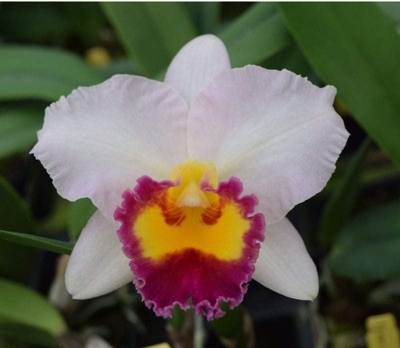 Rlc Lisa Taylor Gallis 'nora' Blooming Size Compact Growing