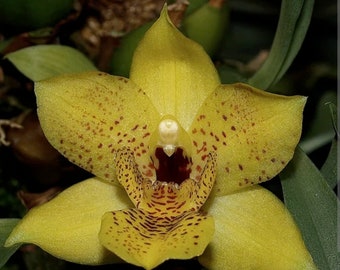 Promenaea Colmaniana 'Sunlight' Blooming size orchid clone