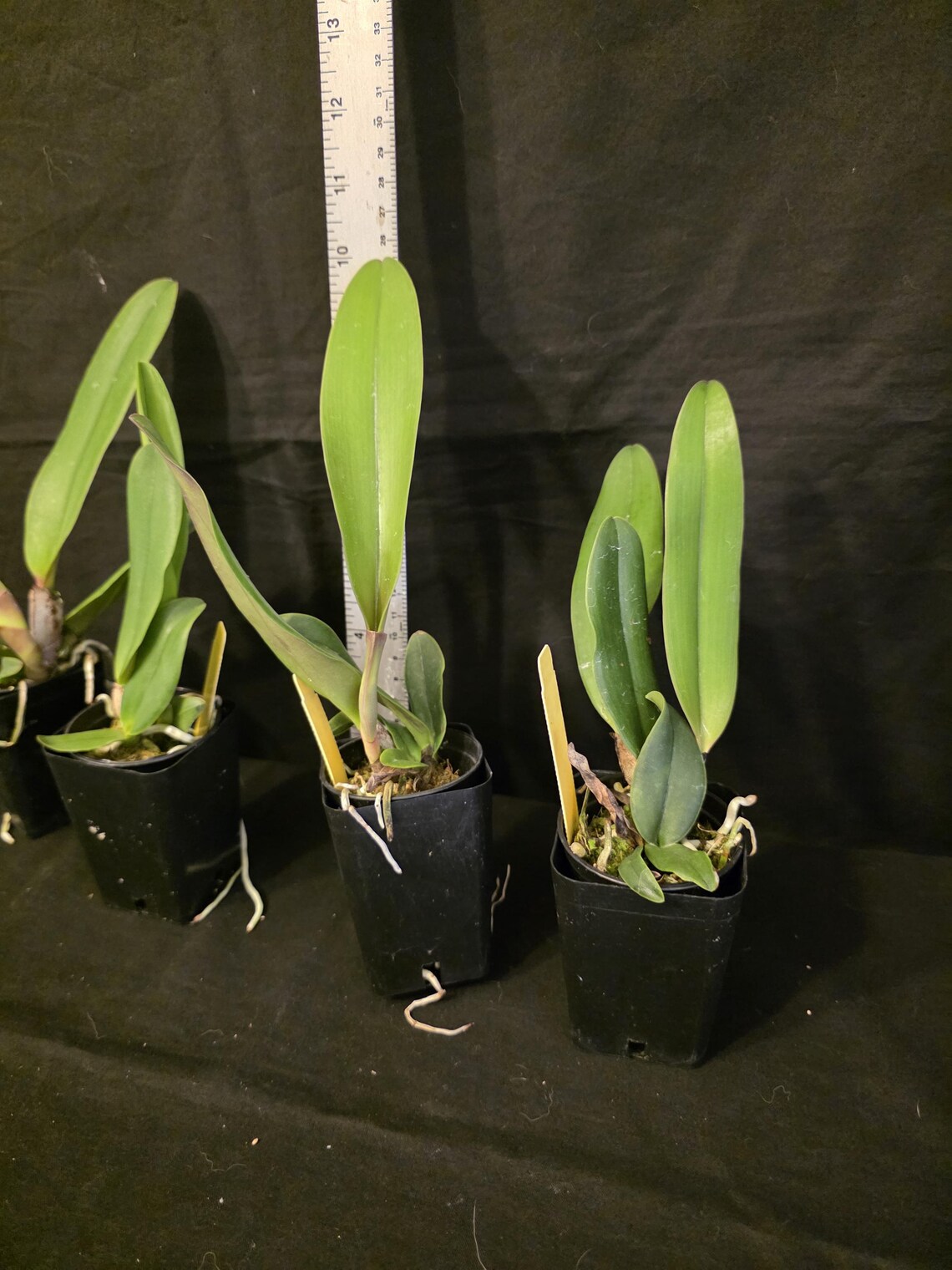 Cattleya Rex '#2' X Self Near Blooming Size, Highly Sought After ...