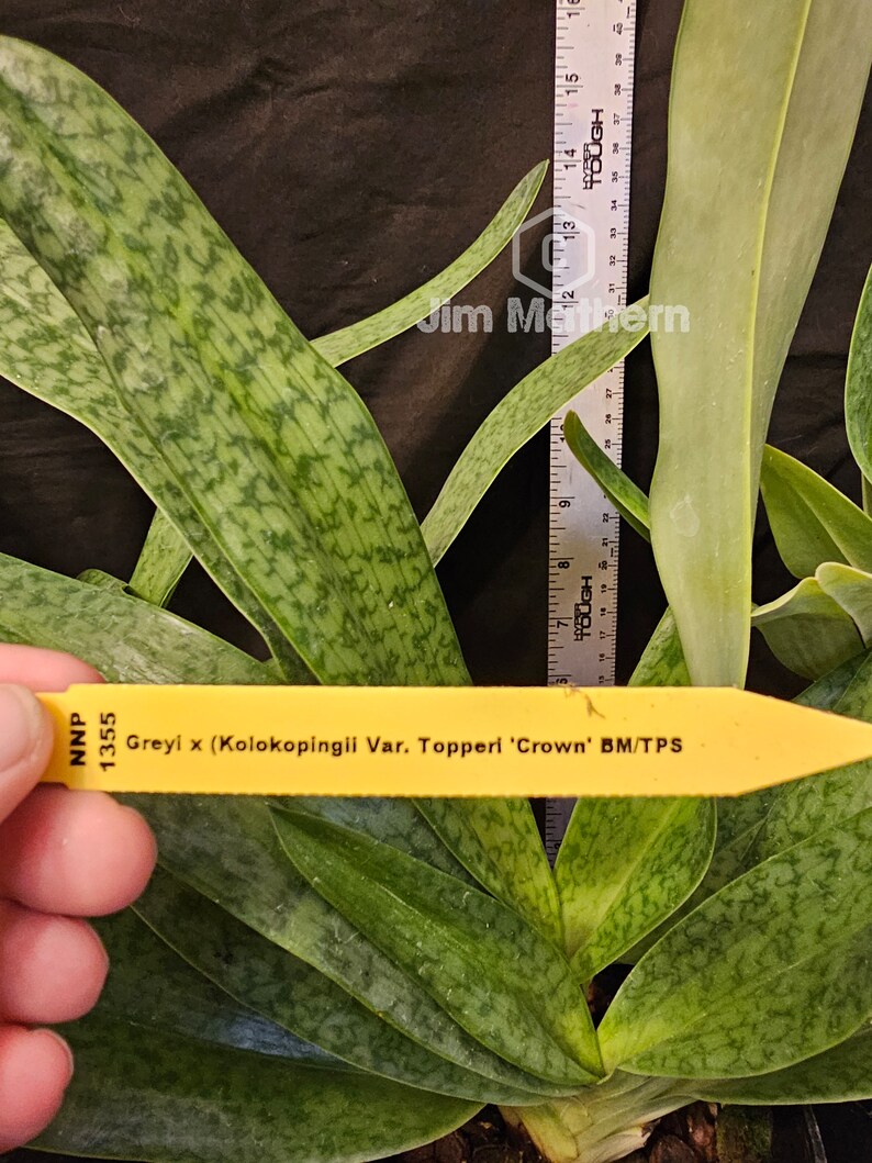 Paphiopedilum Greyi X Paph Kolokapingii , Blooming Size Multifloral ...