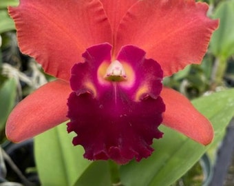 Rlc Fenders Love Song 'Fall' near blooming size cattleya orchid clone. Fragrant large orange/red blooms.