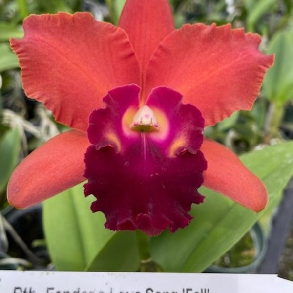 Rlc Fenders Love Song 'Fall' near blooming size cattleya orchid clone. Fragrant large orange/red blooms.