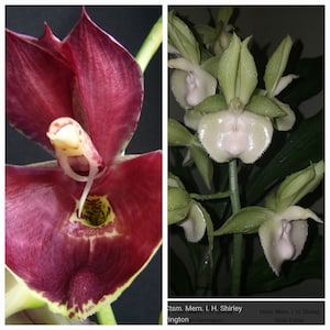 Catasetum orchid - Etsy 日本