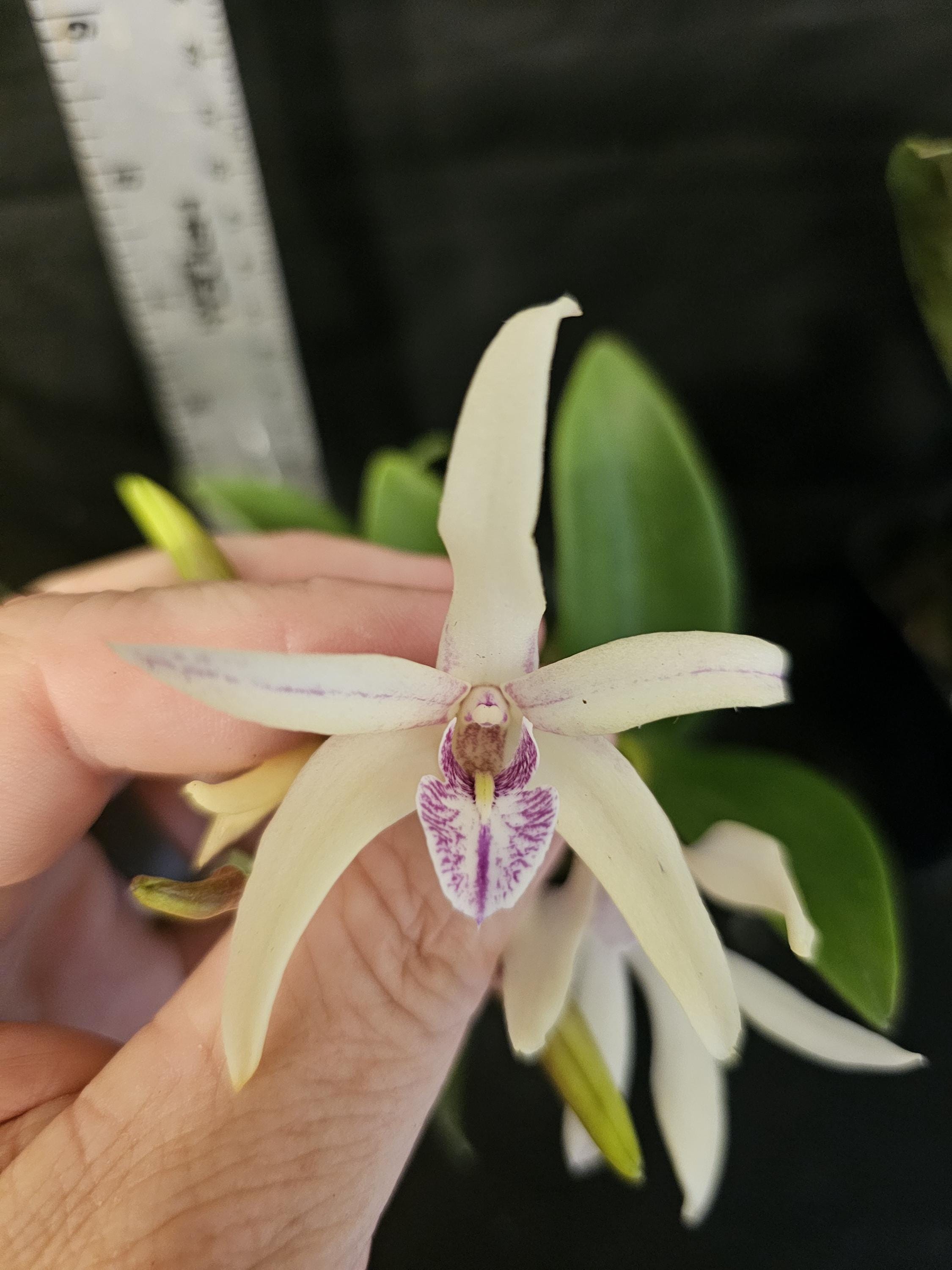 Australian Dendrobium. Dendrobium Sunny Vista X Dunokayla Blooming