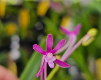 Vanda falcata 'Malificent' x Vanda falcata 'Purple Fantasy' Blooming size miniature vanda orchid plant. Small fragrant beautiful blooms