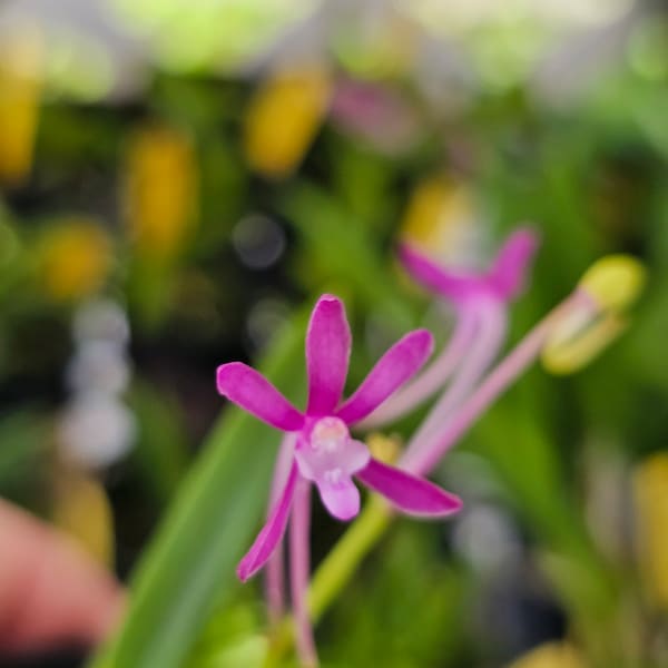 Vanda falcata 'Malificent' x Vanda falcata 'Purple Fantasy' Blooming size miniature vanda orchid plant. Small fragrant beautiful blooms