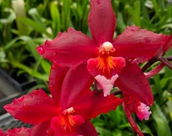 Wilsonara Aloha Kapoho. In Spike Blooming size intergeneric oncidium orchid clone.