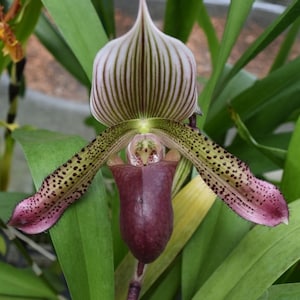 May include: A close-up of a pink and green orchid with a deep purple pouch. The orchid has a white and green striped hood.