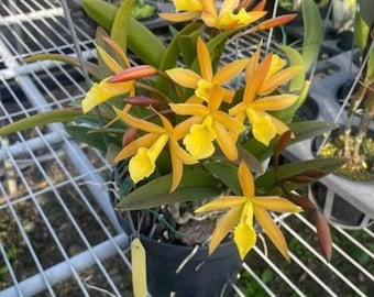 Cahuzacara Hsinying Naranja 'Golden Sunshine' (Brassavola nodosa x Rth Young Min Orange) Clone d'orchidée de taille floraison