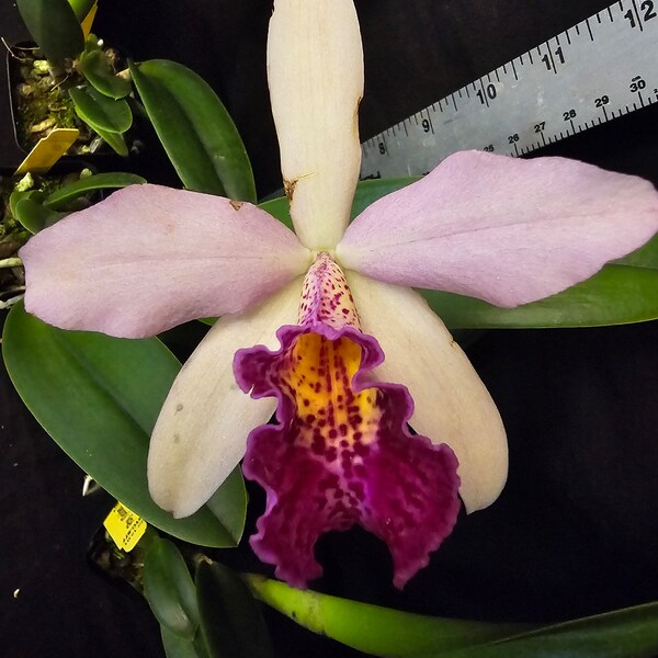 Rby. Golden Tang x Richard Mueller 'STK' Blooming size Brassavola cattleya orchid clone. Fragrant attractive spotted blooms