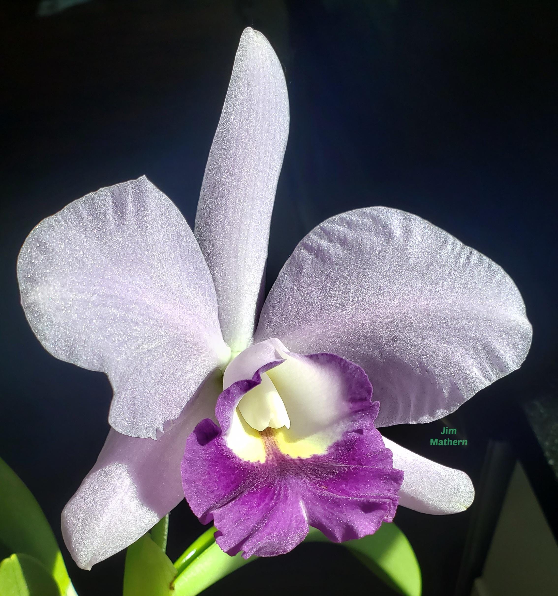 ★ゲリラセール★capi オクトパスベイビー フラワーベース ビッグ Rlc Busy Bev 'blue Jewel' Blooming Size Cattleya Orchid. Very