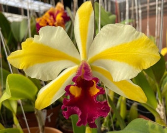 Rth Fu Shu Glory 'Happy Holiday' near blooming size cattleya orchid hybrid