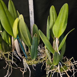 Rlc Pratum Green 'NN' Groß und gesund blühende Cattleya Orchidee Hybride. 11 cm Topf Duftend Bild 5