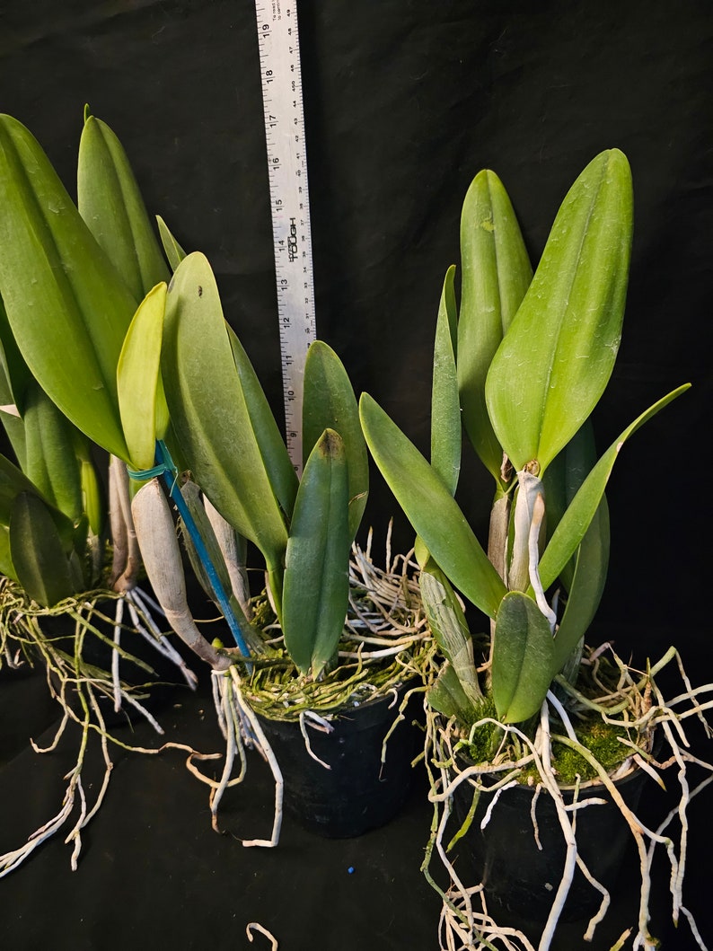 Rlc Pratum Green 'NN' Groß und gesund blühende Cattleya Orchidee Hybride. 11 cm Topf Duftend Bild 5