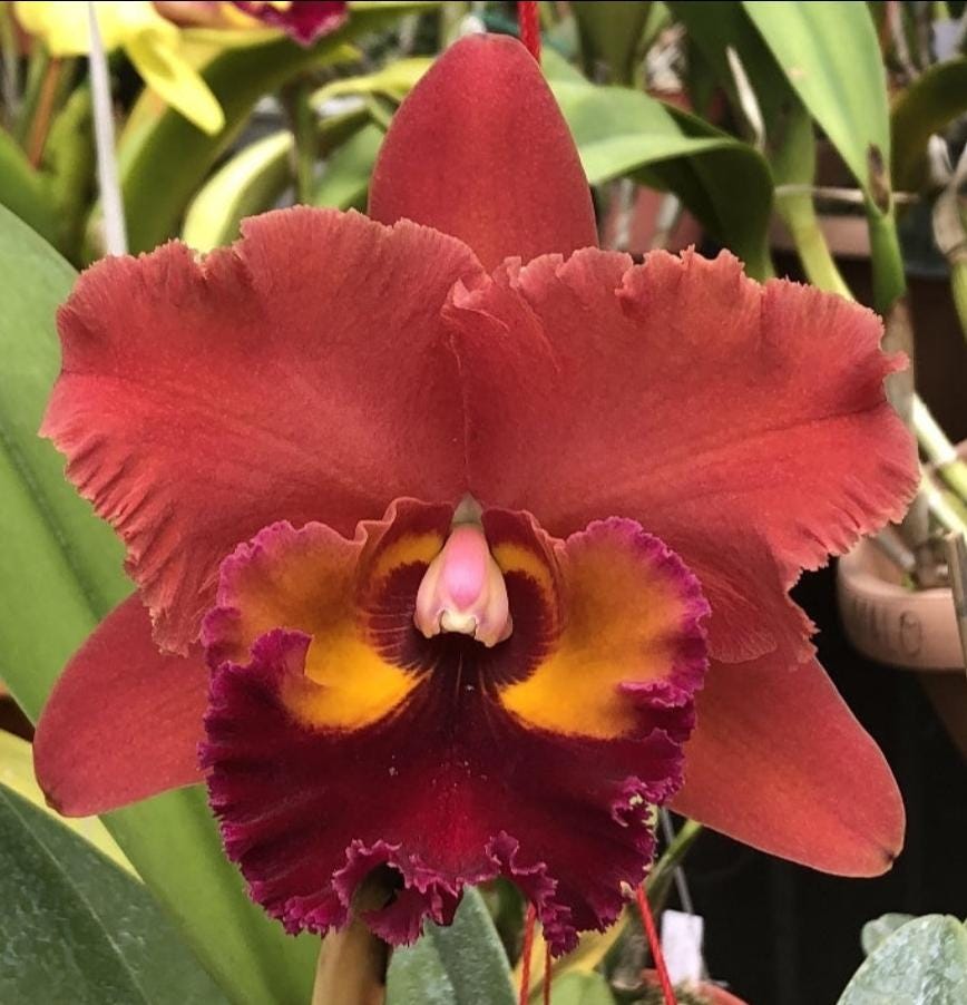 Rlc Chaweewan Sunset Near Size Cattleya Orchid. Large Fragrant