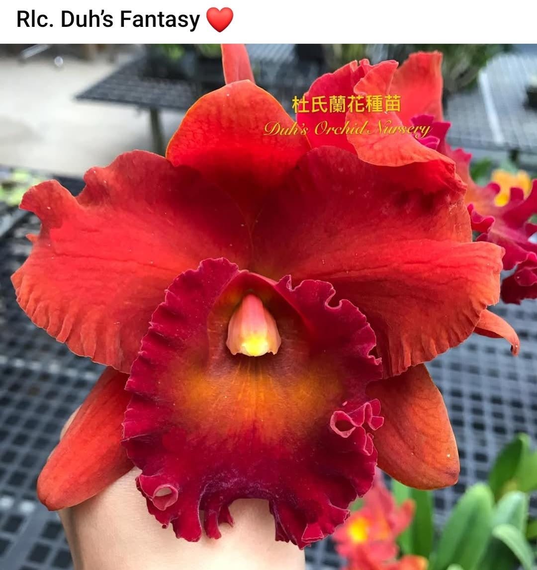 Rlc Duh's Fantasy 'mellow' FCC/AOS Near Blooming Size Cattleya
