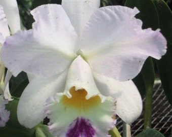 Lc Pure Soul 'Yutaka Morimoto' Blooming size cattleya orchid clone. 4" pot. Fragrant blooms