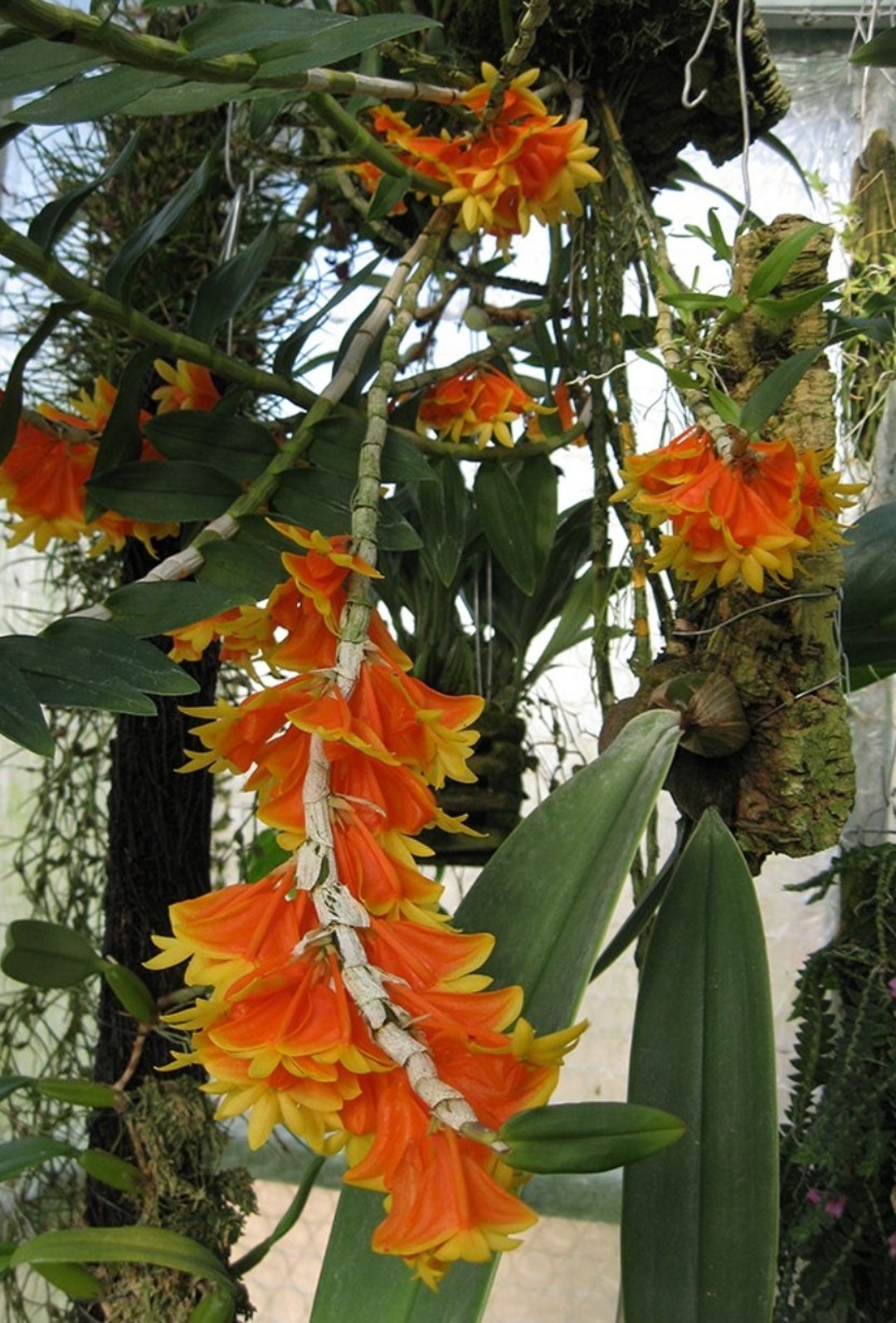 Orchid Species Culture: Dendrobium: Baker, Margaret L