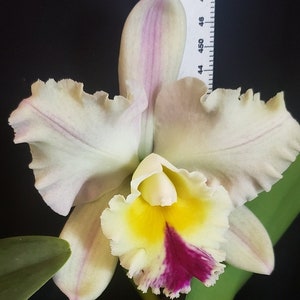 Rlc Hawaiian Deluxe 'NN' Large Blooming Size plants. Large fragrant blooms. Open light pink, fades to more pink.