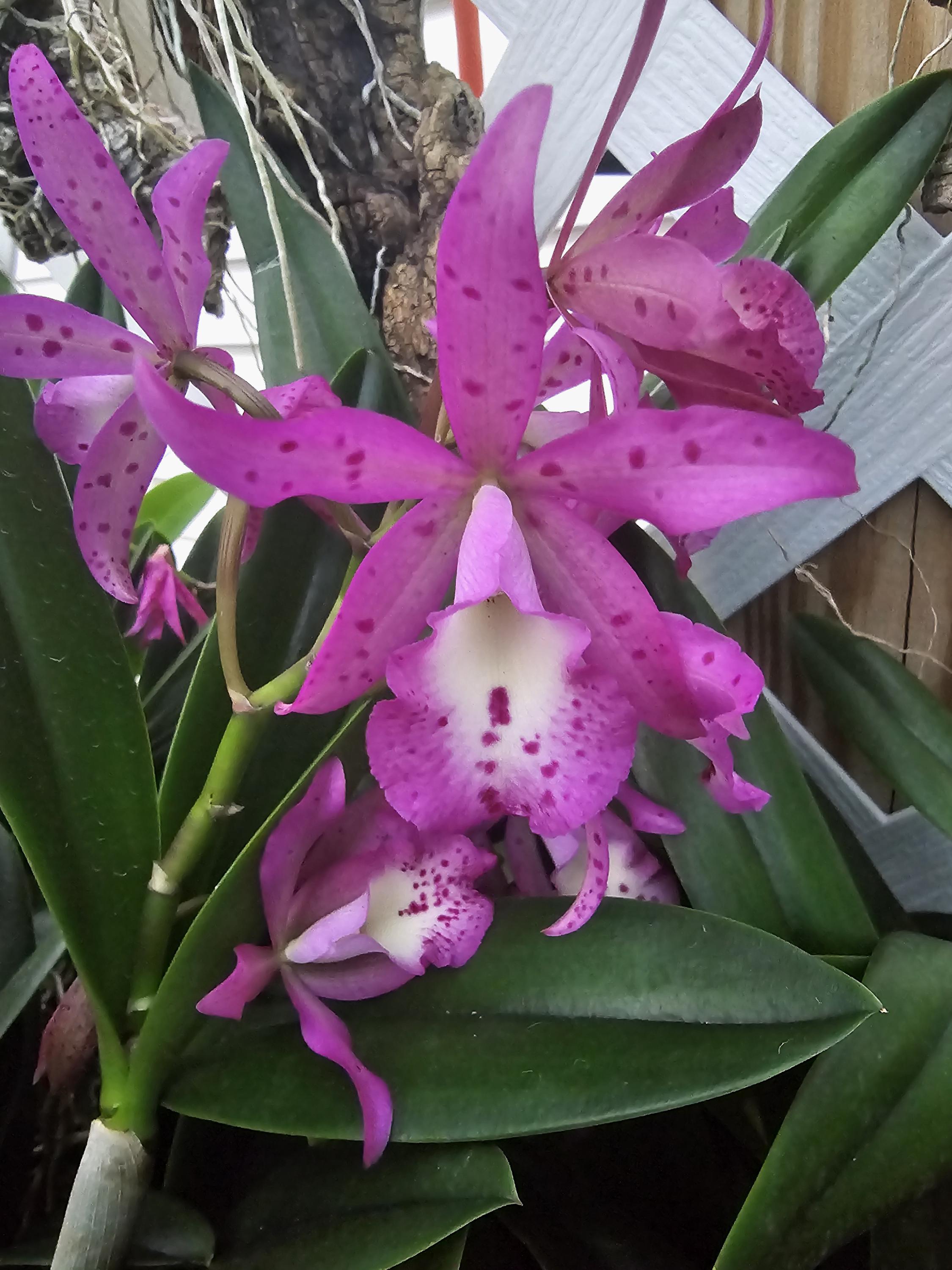 Bct Taiwan Mermaid 'STK' Very Nice Sized Blooming Size Plants