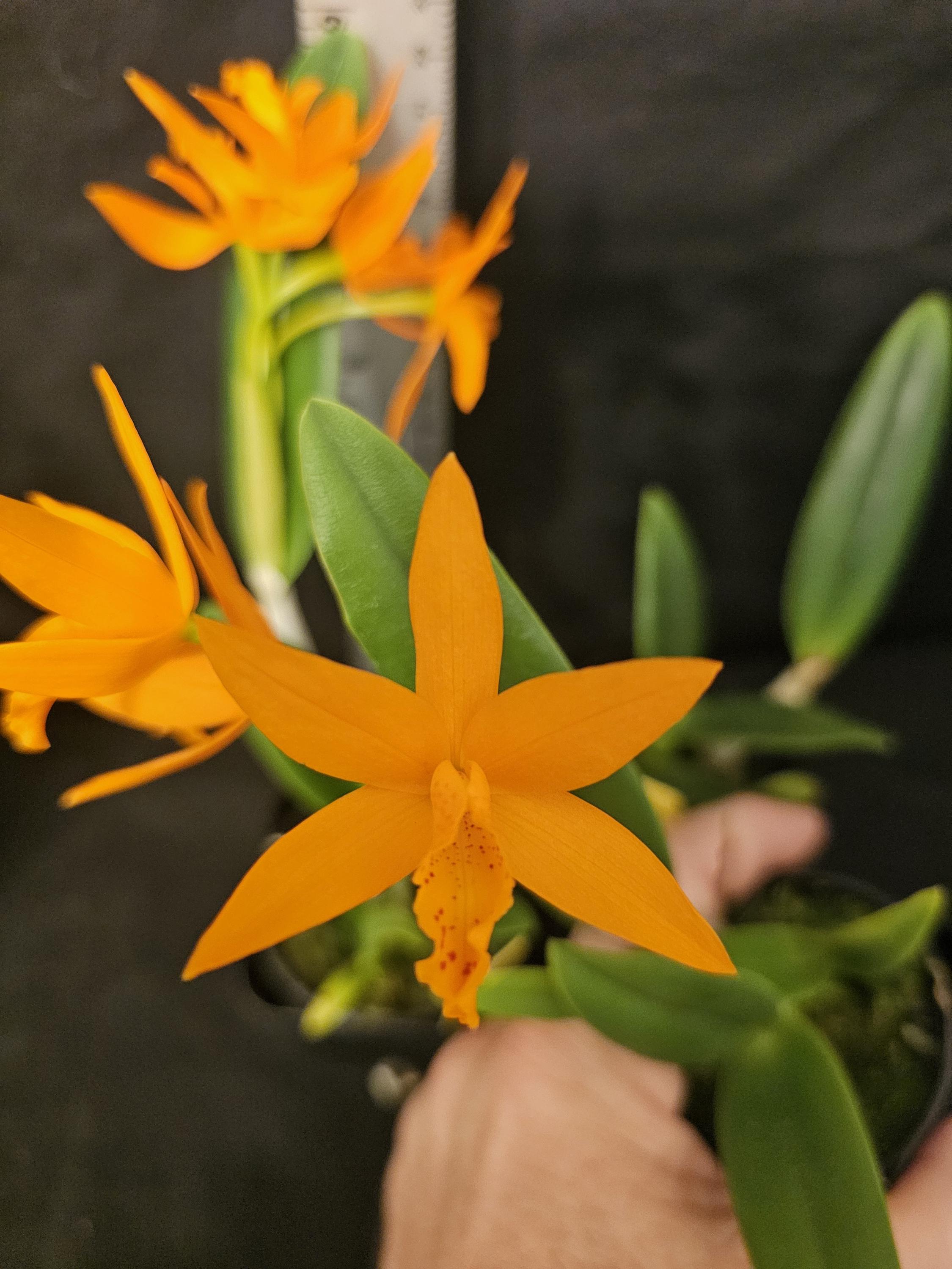 Cattleya Hilo Sunrise (C. Harmill 'orange Glow' X C.aurantiaca