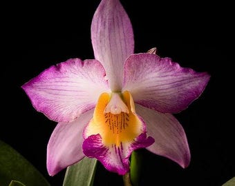 Iwanagaara Apple blossom 'Pink'. Blooming size cattleya orchid Clone. Beautiful
