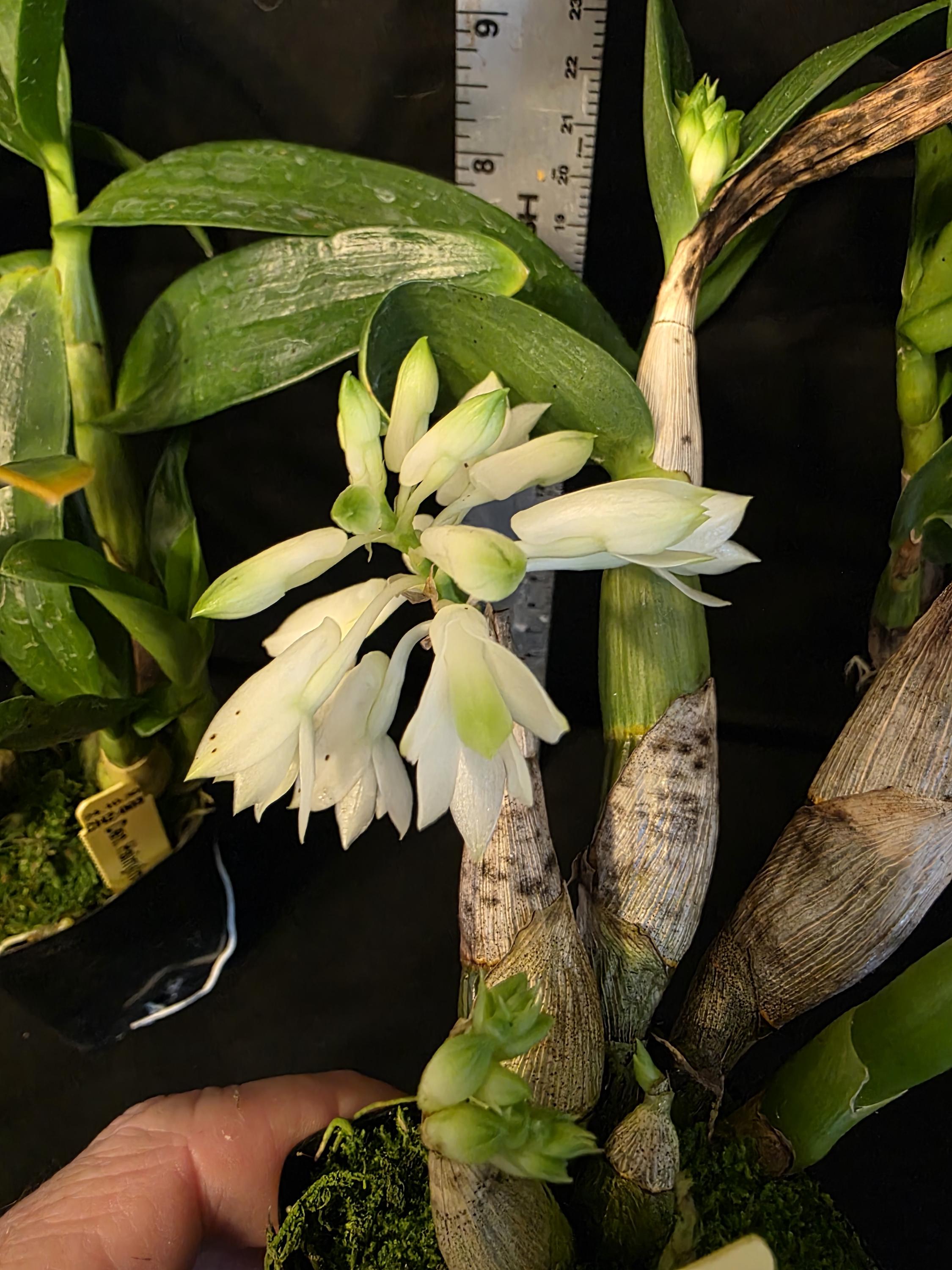 Dendrobium Hsinying Smile 'mont Blanc' Blooming Size Dendrobium