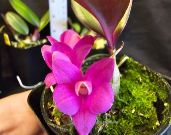 Dendrobium laevifolium 'Hot Pink' x sib. Blooming size rare dendroboum orchid species