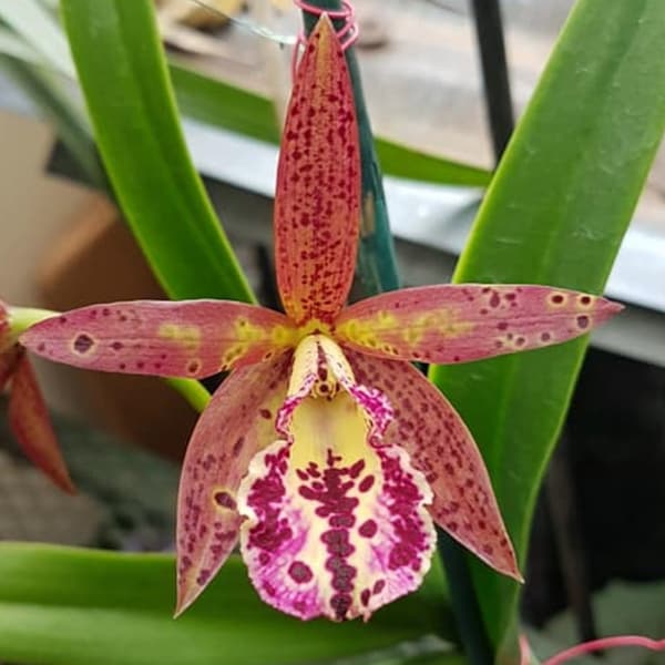 Bc Rustic Spots 'H&R' Blooming size brassavola cattleya hybrid. Fragrant spotted color transitioning blooms