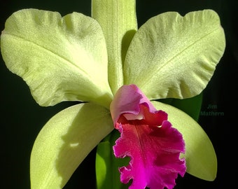 Rlc Yen Surprise 'Seiko' Blooming size cattleya orchid hybrid. Fragrant green and red blooms. Bifoliate growth habit.