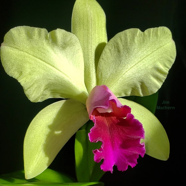 Rlc Yen Surprise 'Seiko' Hybride d'orchidées Cattleya de taille florissante. Fleurs vertes et rouges parfumées. Port bifolié.