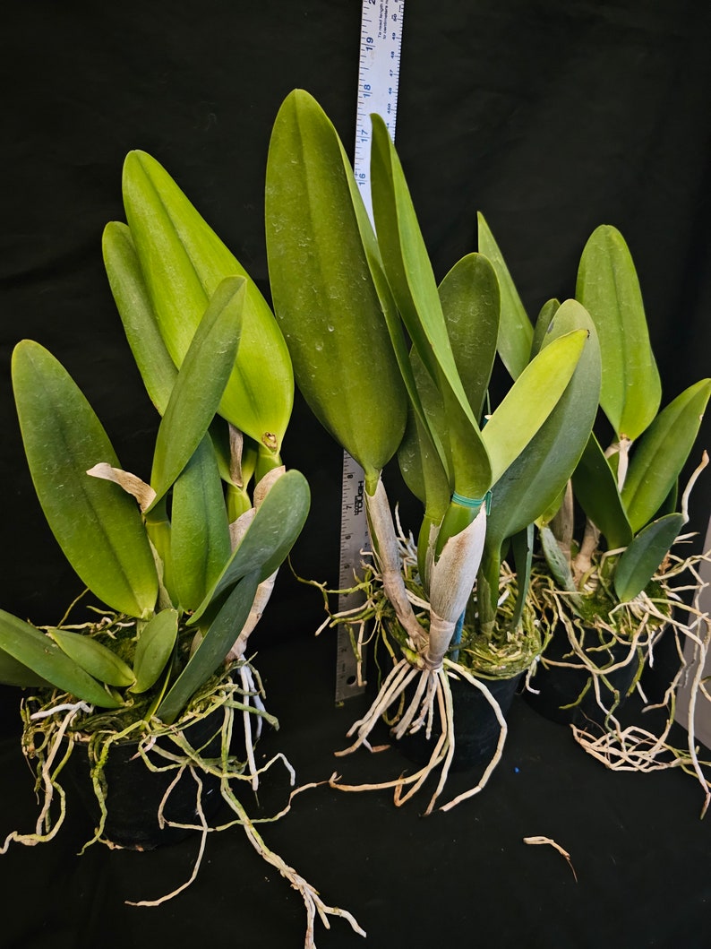 Rlc Pratum Green 'NN' Groß und gesund blühende Cattleya Orchidee Hybride. 11 cm Topf Duftend Bild 4