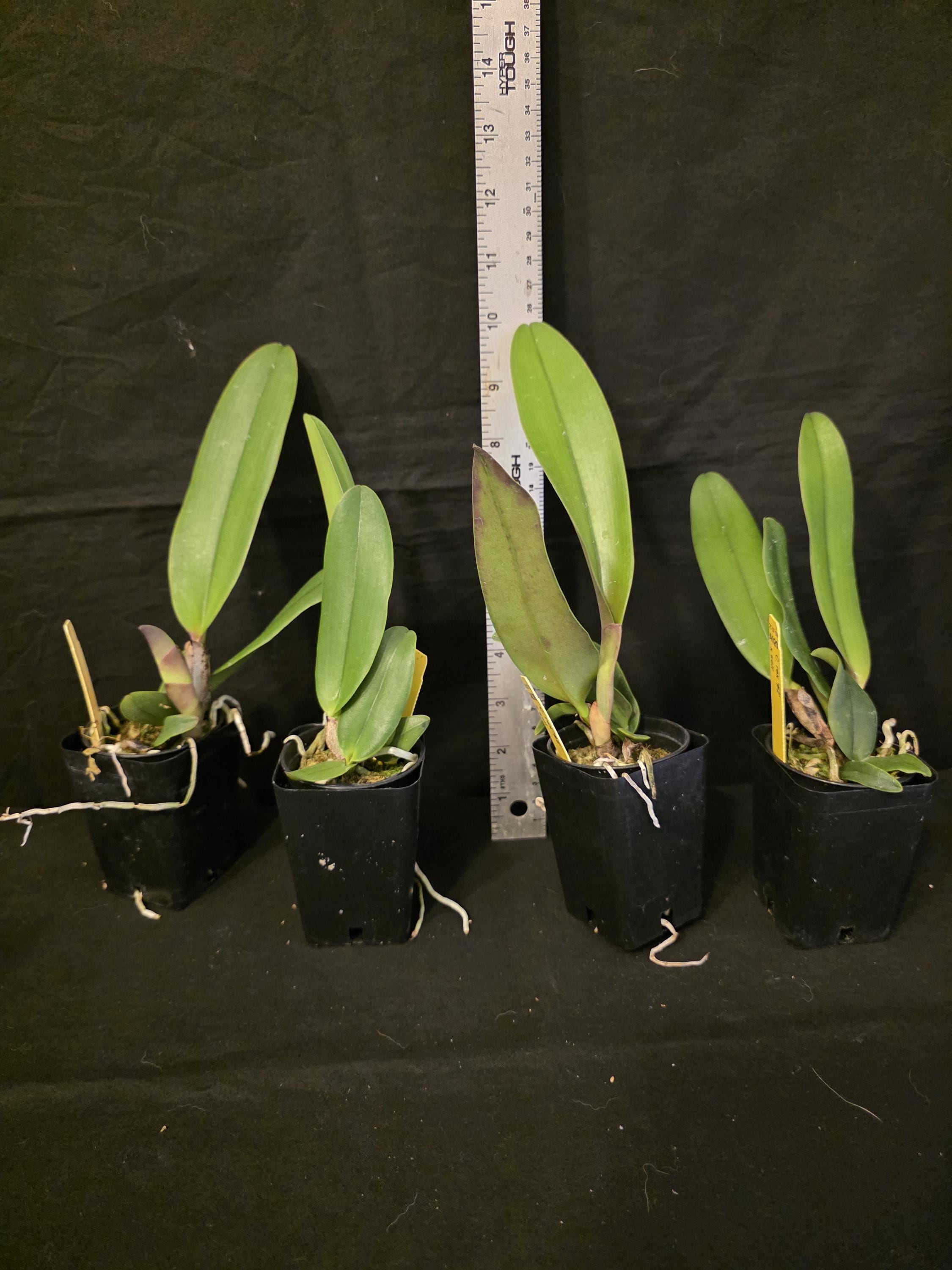 Cattleya Rex '#2' X Self Near Blooming Size, Highly Sought After ...