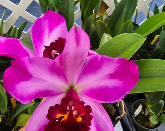 Creazione del vaso 'Summer Choice' Clone di orchidea Cattleya a crescita compatta, con dimensioni di fioritura