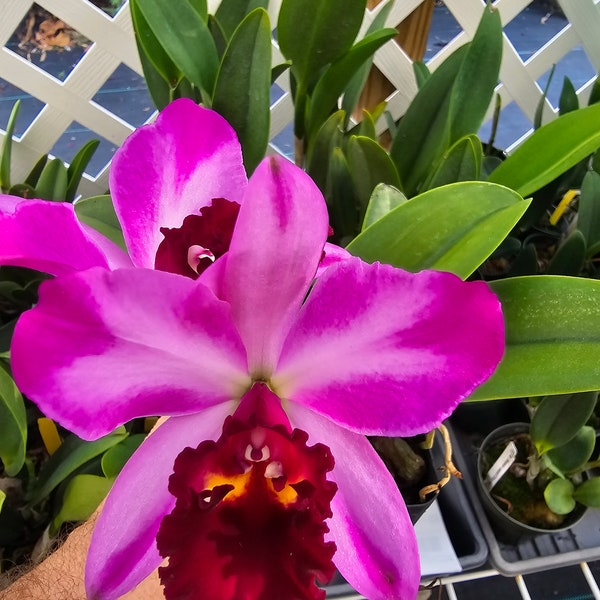 Pot Creation 'Summer Choice' Blooming size compact growing cattleya orchid clone