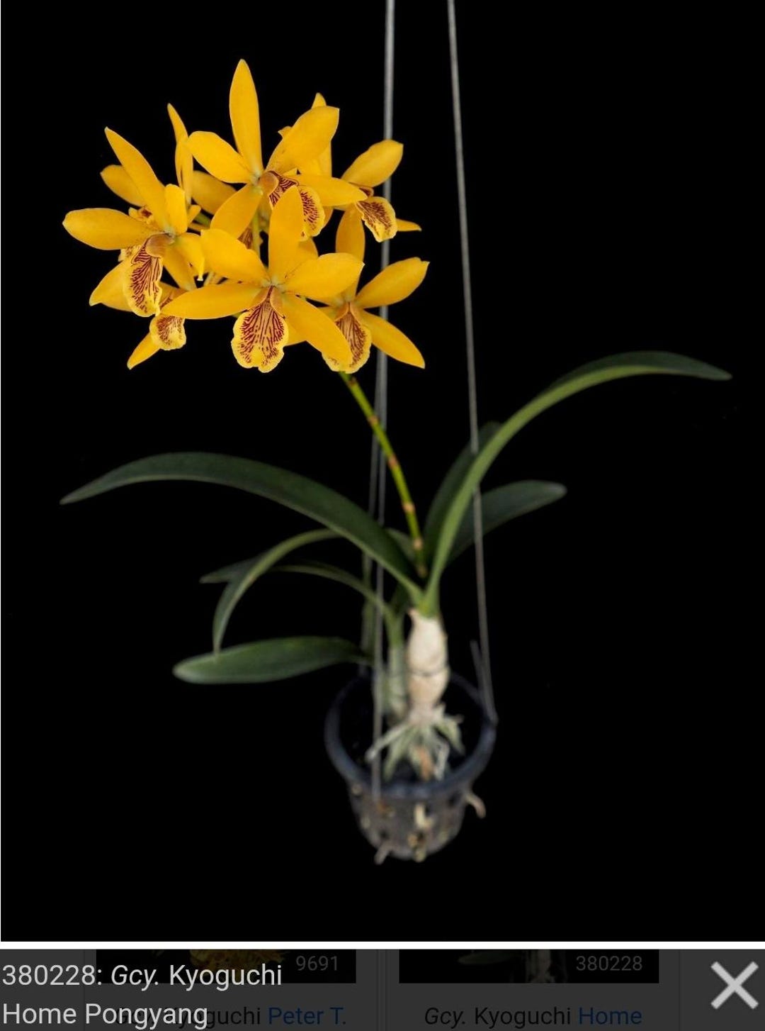 Epc. Kyoguchi 'happy Field' X Self Blooming Size Epicattleya