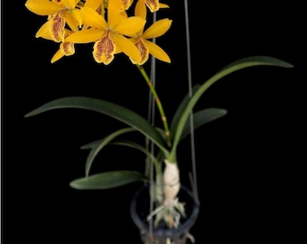 Dendrobium Tangerinum X Den. Tiny Twister Antelope Dendrobium