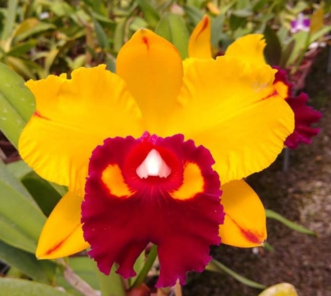 Rlc Shinfong Castle 'lightning' Blooming Size Cattleya Orchid Clone ...