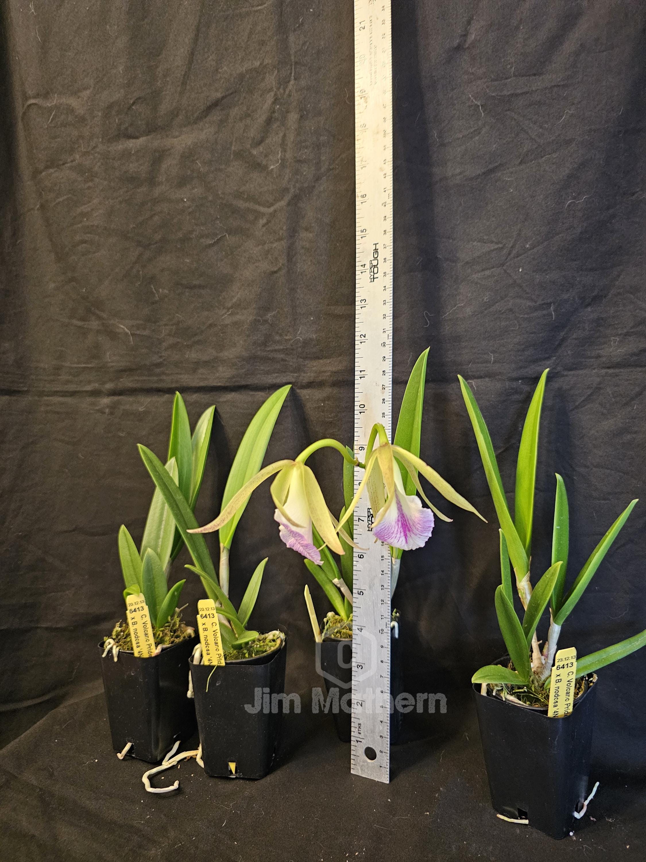 Cattleya Volcano Pride X B.nodosa. Blooming Size Seed Grown Orchid