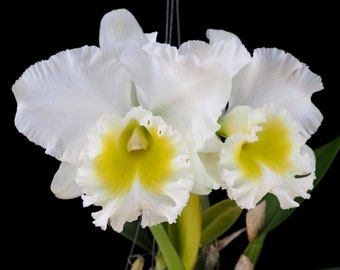 Rlc Burdekin Wonder 'Lakeland  Blooming size plants in 4.5" pots Large white blooming size cattleya orchid hybrid.